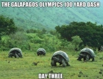 funny-galapagos-olympics-tortoise-turtles-racing-grass-pics